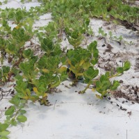 Scaevola plumieri (L.) Vahl